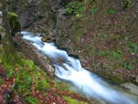Talgraben - Bachsequenz mit Farnwand